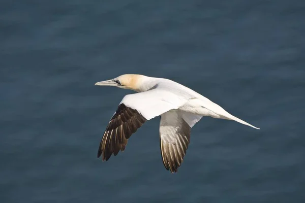 Fågel i flykt över vatten — Stockfoto