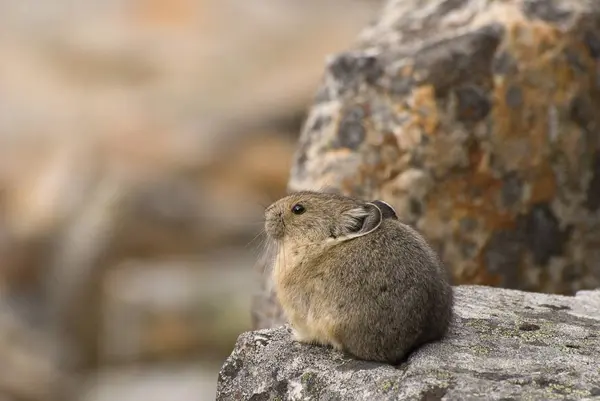 兔坐在岩石上 — 图库照片