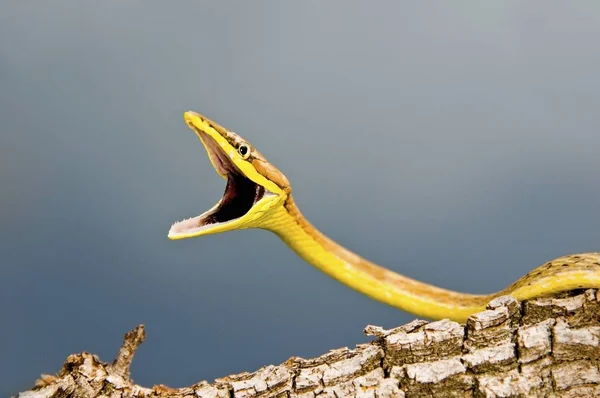 Serpent défensif de vigne brune — Photo
