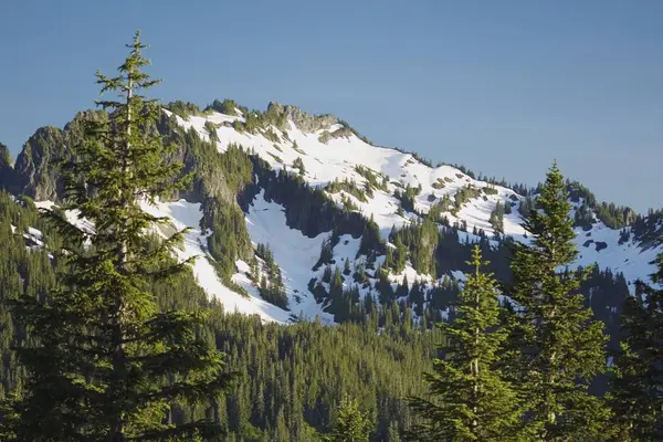 Mountain Forest with mountain — Stock Photo, Image