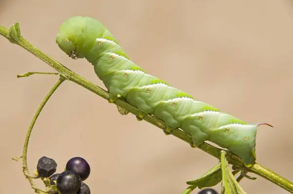 Tobacco Hornworm on twig — Stock Photo, Image