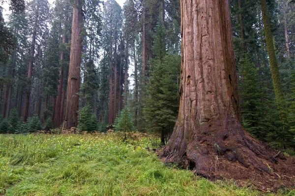 Árboles de Sequoia en el Parque Nacional de Sequoia — Foto de Stock