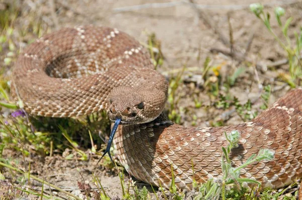 Kırmızı elmas çıngıraklı yılan — Stok fotoğraf