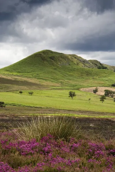 Hills with green grass — Stock Photo, Image