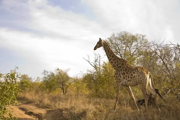 Giraffa, Arathusa Safari Lodge — Foto Stock