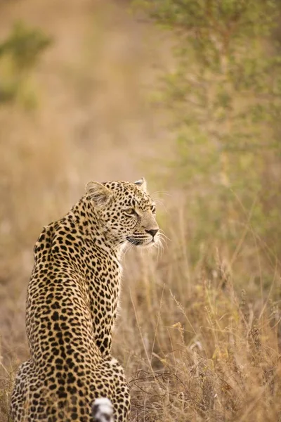 Leopard, Arathusa Safari Lodge — Stock Photo, Image