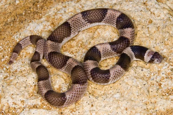 Saddle Leaf-Nosed Snake — Stock Photo, Image