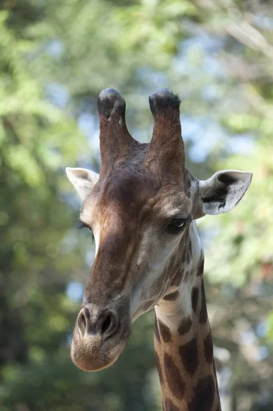 Primer plano de la cara de una jirafa — Foto de Stock