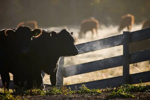 Cattle Next To Fence — Stock Photo, Image