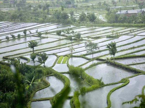 Campi di riso a Bali — Foto Stock