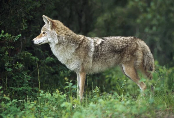Coyote aan rand van bos — Stockfoto