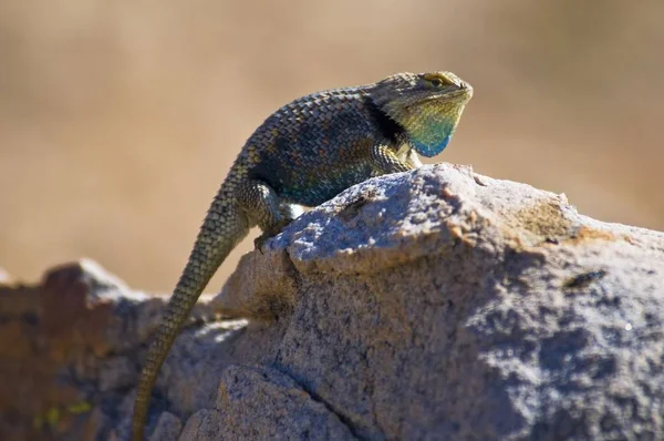 雄性沙漠刺蜥蜴 — 图库照片