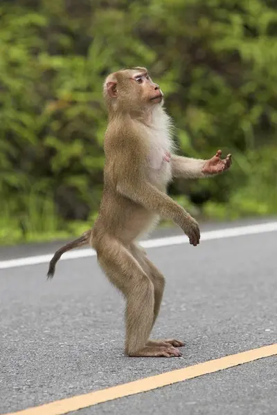 Khao Yai National Park Thailand Asia Monkey Begging Standing Road — Stock Photo, Image