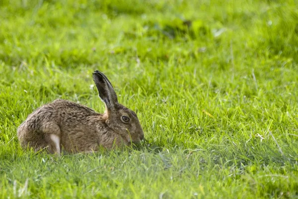 Зайця в зеленій траві — стокове фото