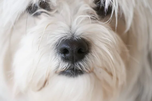 Snout Of A White Dog — Stock Photo, Image