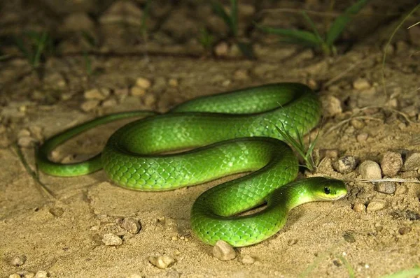 滑らかな緑のヘビ — ストック写真