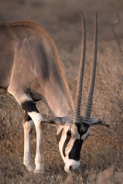 Oryx, Riserva Nazionale di Samburu — Foto Stock