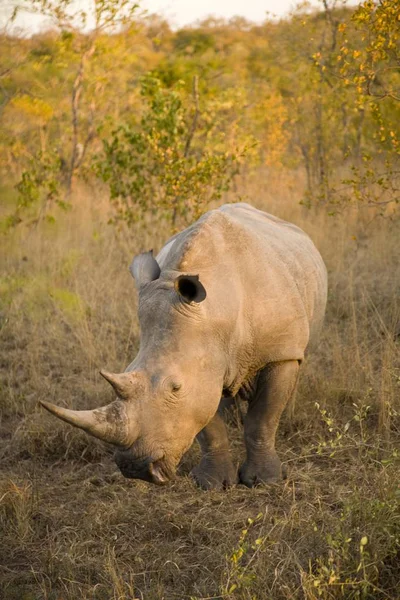 Rhinocéros blanc en Afrique — Photo