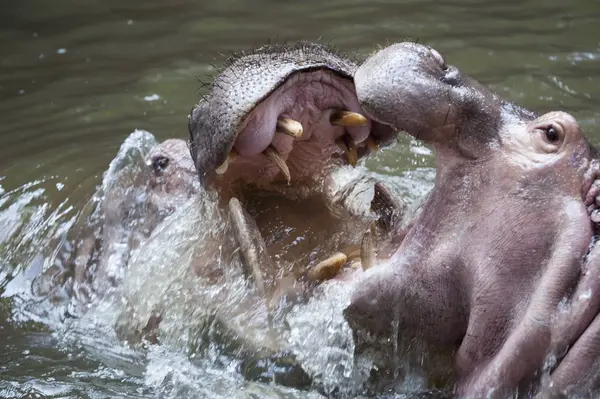 Dos hipopótamos luchando en el agua — Foto de Stock