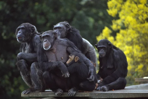 Οι χιμπατζήδες στο ζωολογικό κήπο του Δουβλίνου — Φωτογραφία Αρχείου