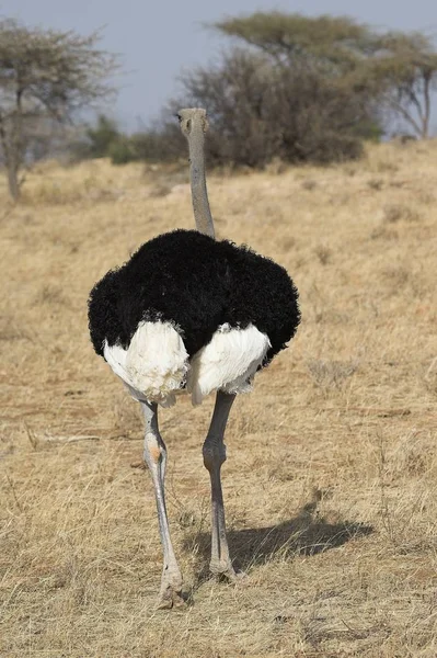 Blue Necked Ostrich — Stock Photo, Image