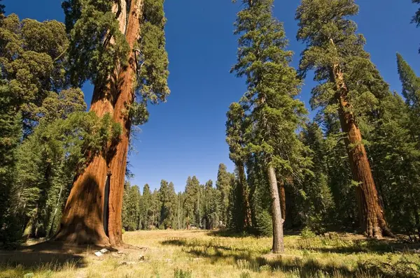 Arbres Sequoia dans le parc national Sequoia — Photo