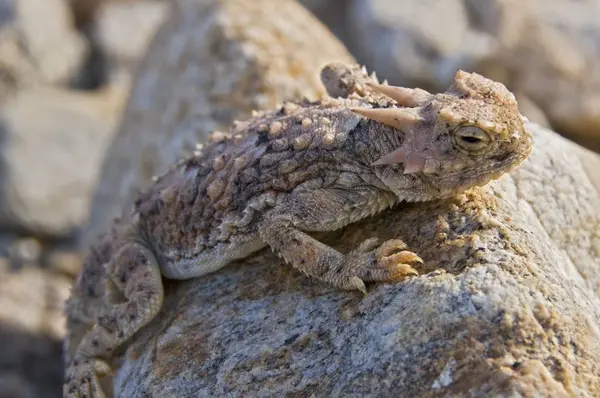 Öken horned ödla — Stockfoto