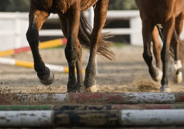 Niedriger Abschnitt der laufenden Pferde — Stockfoto