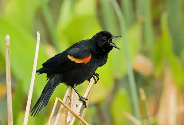Czerwony – skrzydlaty Blackbird, bagna Wacodahatchee — Zdjęcie stockowe
