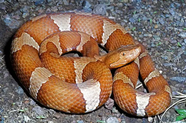 Transpecos Copperhead lying on the ground — Stock Photo, Image