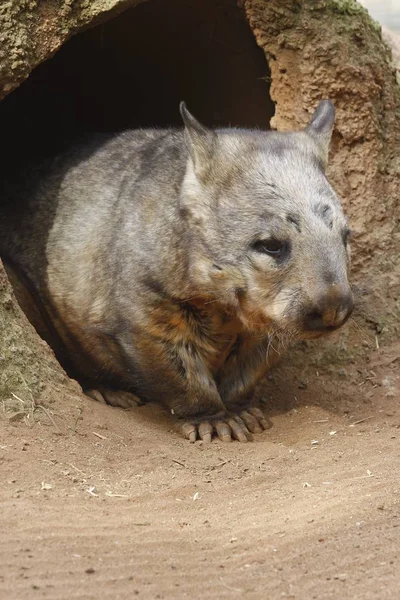 Wombat Hol Vombatus Ursinus Hirsutus Australië — Stockfoto