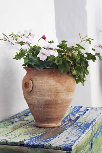 Planta-kruka med blommor — Stockfoto