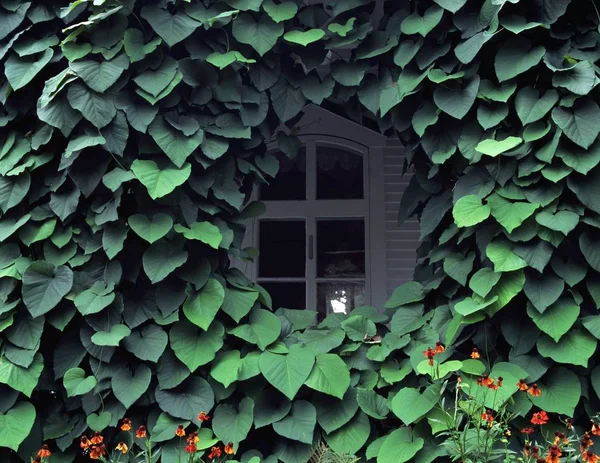 Ivy gedekt venster — Stockfoto