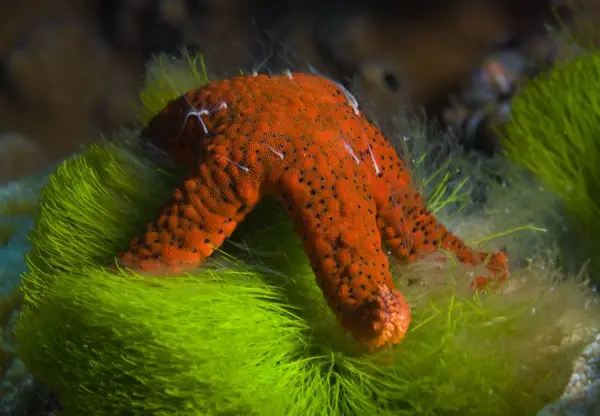 Deniz yıldızı yosun besleme — Stok fotoğraf