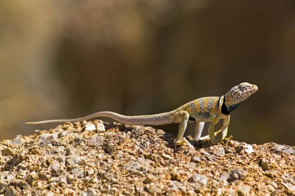 사막 체포 되었던된 도마뱀 — 스톡 사진