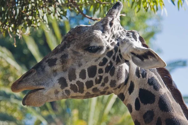 Masai Giraffe, California, Usa — Stock Photo, Image