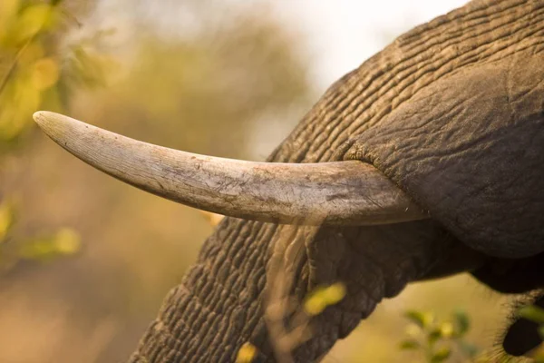 Africké sloní kel — Stock fotografie