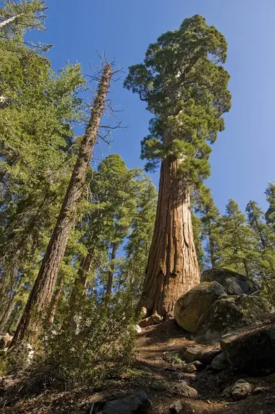 红杉国家公园的树木 — 图库照片