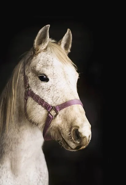 Beyaz at kameraya bakıyor — Stok fotoğraf