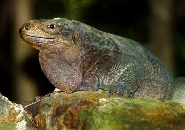 Virgin Adaları kaya iguana — Stok fotoğraf