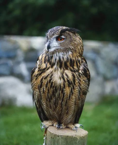 Eagle Owl zitten — Stockfoto