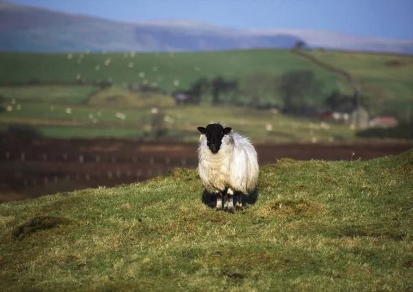 Шотландские черномордые овцы на холме — стоковое фото