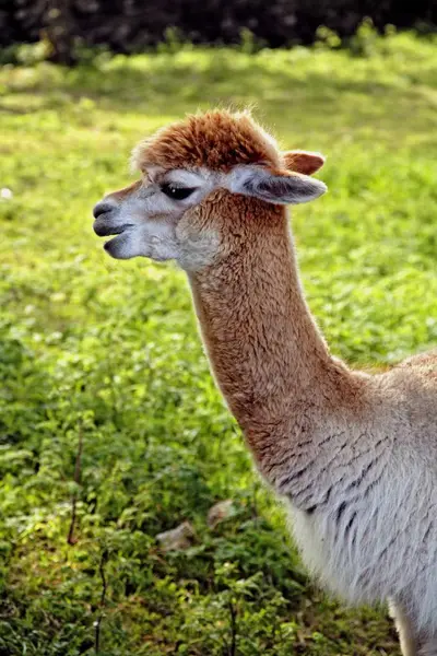 Porträt eines Alpakas auf Gras — Stockfoto