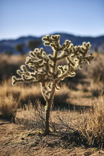 Close Backlit Cactus Joshua Tree National Park California United States — Stock Photo, Image
