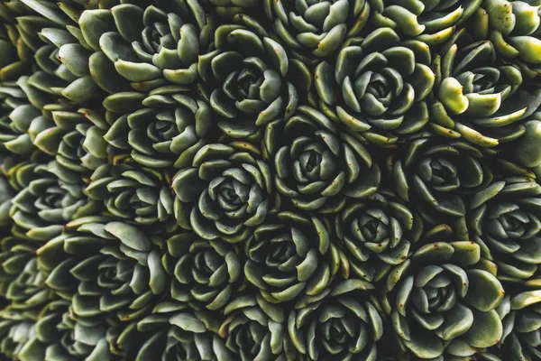 Felülnézete Zöld Virágok Növény Full Frame — Stock Fotó