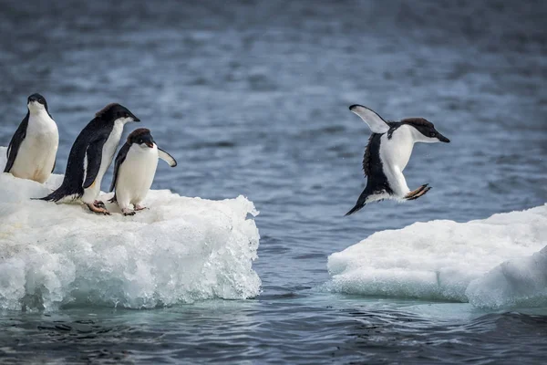 Пингвины Стоят Льду Над Морской Водой Время Один Прыгает Среди — стоковое фото