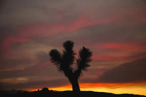 Lone Joshua Tree Yucca Brevifolia Silhouetted Colourful Sky Just Sunset — Stock Photo, Image