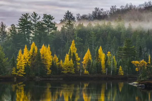 Utsikt Över Skog Och Vatten Med Reflektioner Träd Dagtid — Stockfoto