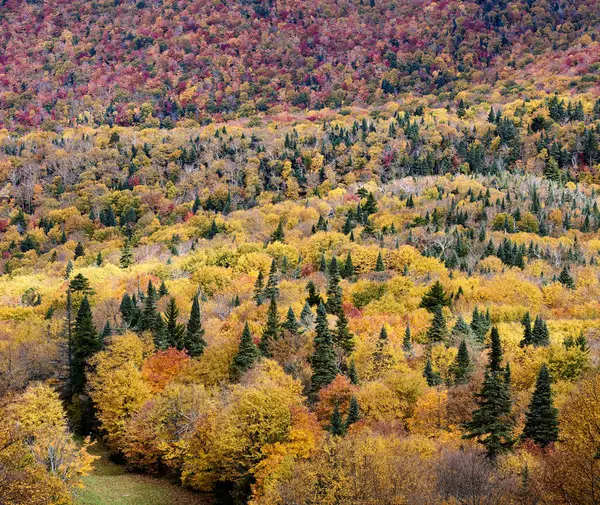 Dramatic Autumn Colours Forested Landscape Dunham Quebec Canada — Stock Photo, Image