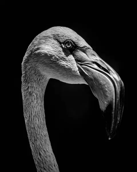 Schwarz Weiß Porträt Des Flamingos Auf Schwarzem Hintergrund — Stockfoto
